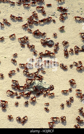 Weihnachtsinsel rote Krabbe (Gecarcoidea Natalis) Stockfoto