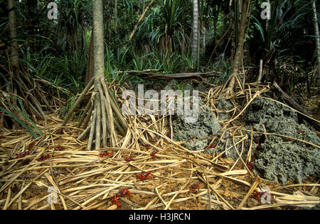 Weihnachtsinsel rote Krabbe (Gecarcoidea Natalis) Stockfoto