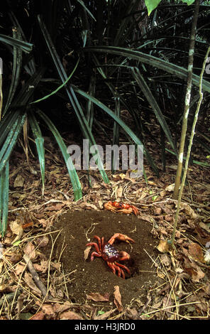 Weihnachtsinsel rote Krabbe (Gecarcoidea Natalis) Stockfoto