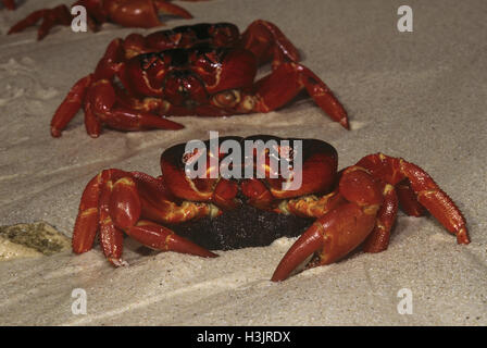 Weihnachtsinsel rote Krabbe (Gecarcoidea Natalis) Stockfoto