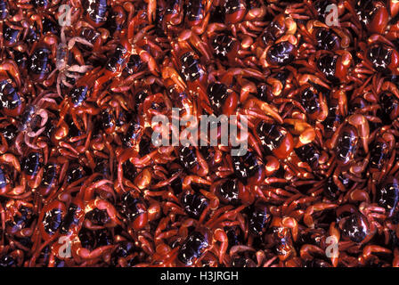 Weihnachtsinsel rote Krabbe (Gecarcoidea Natalis) Stockfoto