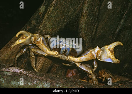 Weihnachtsinsel blaue Krabbe (Discoplax Celeste) Stockfoto