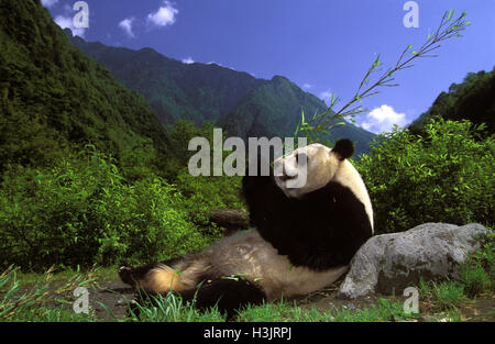 Panda (Ailuropoda lalage) Stockfoto