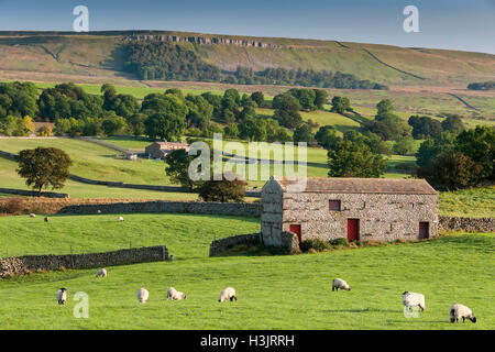 Herde von Schafen & Scheune, Wensleydale, Yorkshire Dales National Park, Yorkshire, England, UK Stockfoto