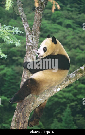 Panda (Ailuropoda lalage) Stockfoto