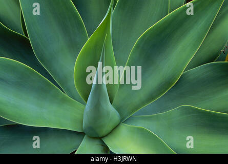 Löwenschwanz-Agave (Agave attenuata) Stockfoto