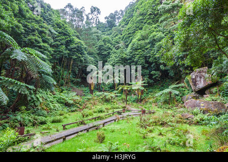 Natürlichen Park Caldeira Velha bei Ribeira Grande Stadt, Insel Sao Miguel, Azoren, Portugal Stockfoto