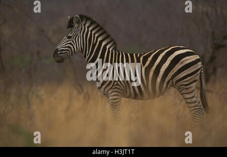 Ebenen Zebras (Equus quagga) Stockfoto