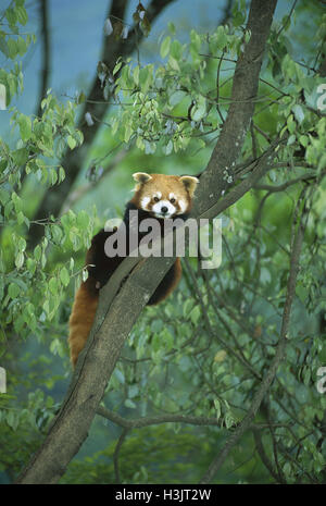 Roter Panda (Ailurus Fulgens) Stockfoto