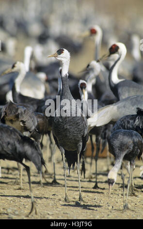 Mit Kapuze Kranich (Grus Monacha) Stockfoto