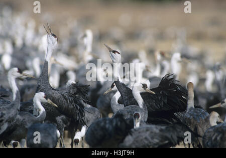 Mit Kapuze Kranich (Grus Monacha) Stockfoto