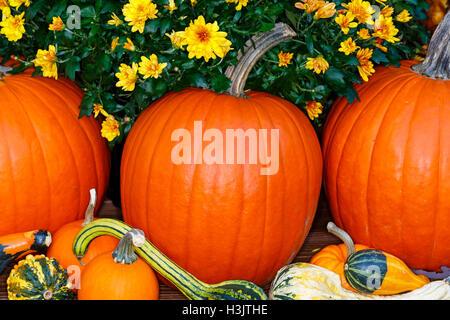 Chrysantheme, Kürbisse und Kalebassen in Wisconsin an einem Herbsttag. Stockfoto