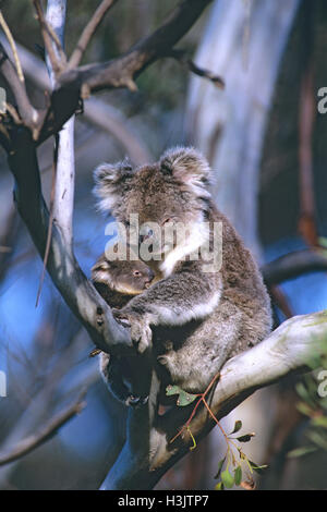 Koala (Phascolarctos Cinereus) Stockfoto