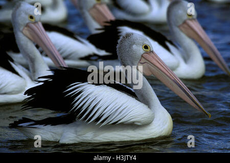 Australischer Pelikan (Pelecanus Conspicillatus) Stockfoto