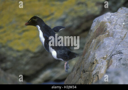 Südlichen Felsenpinguin (Eudyptes Chrysocome) Stockfoto