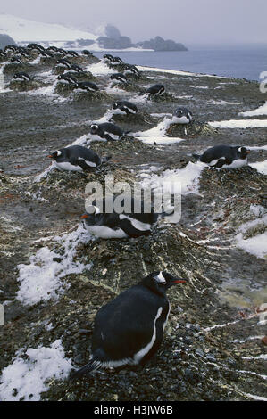 Gentoo Penguin (Pygoscelis Papua) Stockfoto