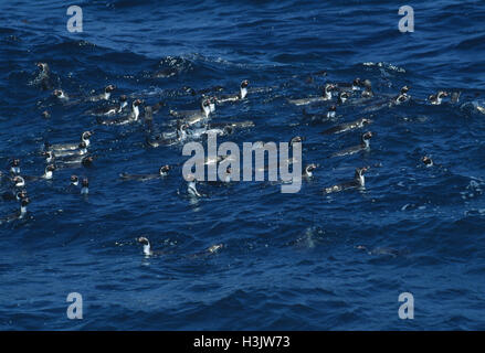 Humboldt-Pinguin (Spheniscus Humboldti) Stockfoto