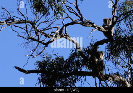 Koala (Phascolarctos Cinereus) Stockfoto