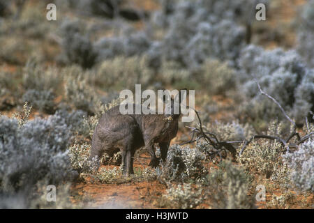 Euro oder Wallaroo (Macropus Robustus Erubescens) Stockfoto