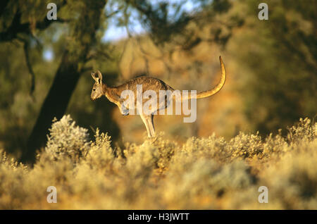 Euro oder Wallaroo (Macropus Robustus Erubescens) Stockfoto