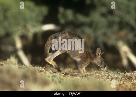 Euro oder Wallaroo (Macropus Robustus Erubescens) Stockfoto