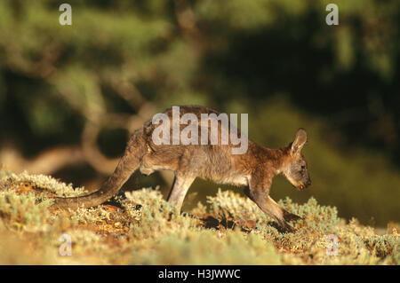 Euro oder Wallaroo (Macropus Robustus Erubescens) Stockfoto