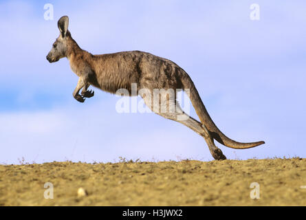 Euro oder Wallaroo (Macropus Robustus Erubescens) Stockfoto