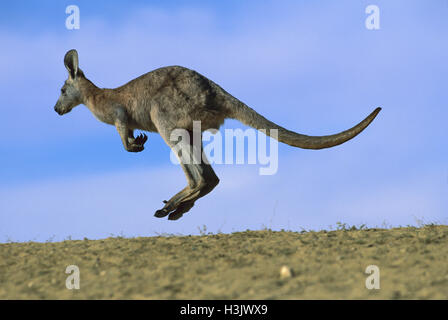 Euro oder Wallaroo (Macropus Robustus Erubescens) Stockfoto