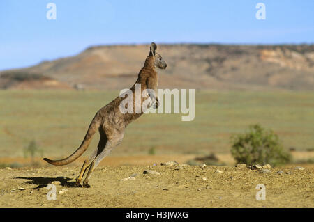 Euro oder Wallaroo (Macropus Robustus Erubescens) Stockfoto