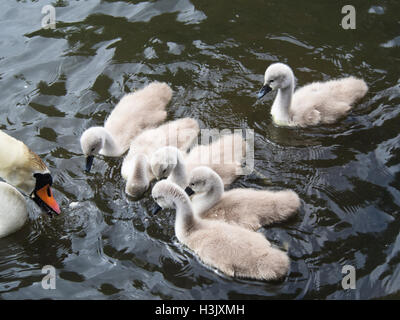 Höckerschwan mit Cygnets, Nahaufnahme, im Ostensjovannet Nature Reserve, wo über 200 Vogelarten gesichtet wurden, Oslo Norwegen Stockfoto