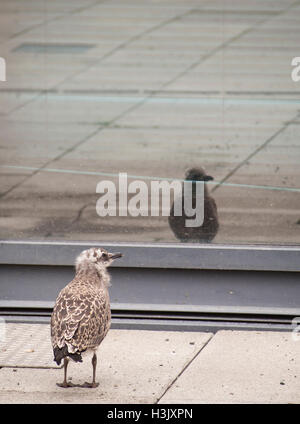 Europäische Hering Möve (Larus Argentatus) eine verlorene Küken allein mit Fenster Reflexion Stockfoto