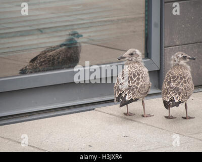 Europäische Silbermöwe (Larus argentatus) zwei verlorenen Küken allein mit Fenster Reflexion, Bürogebäude in Oslo Norwegen Stockfoto