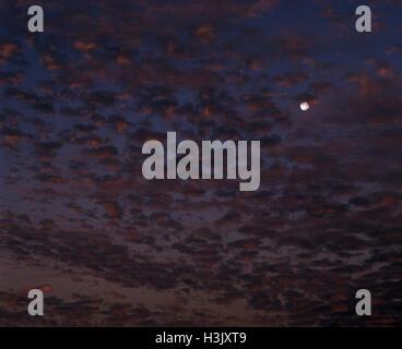 Altocumulus-Wolken und Vollmond. Stockfoto