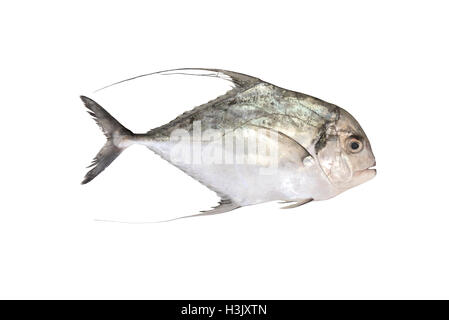 Threadfin Travelly - Alectis ciliaris Stockfoto