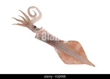 Frisch Tintenfische auf isolierten Stockfoto