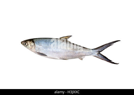 Kleinen Maßstab Schlamm Karpfen Süßwasserfische isoliert auf weißem Hintergrund Stockfoto