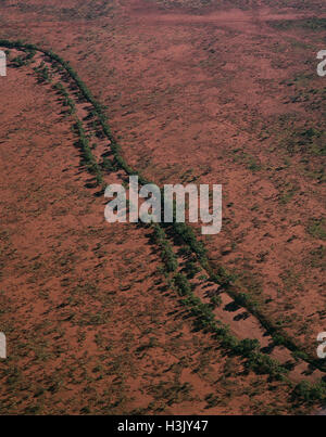 River Red Gum (Eucalyptus Camaldulensis) Stockfoto