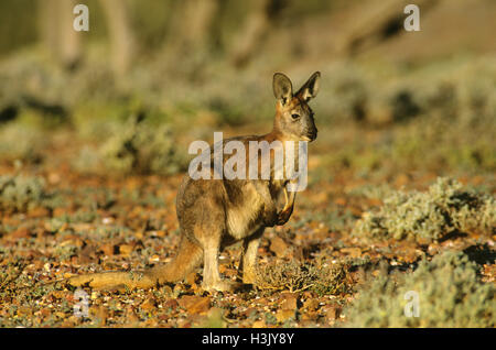 Euro oder Wallaroo (Macropus Robustus Erubescens) Stockfoto