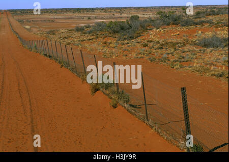 Dingo (Canis Dingo) Stockfoto