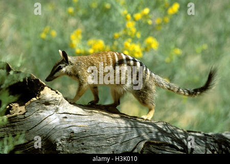 Numbat (Myrmecobius Fasciatus) Stockfoto