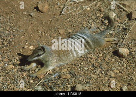 Numbat (Myrmecobius Fasciatus) Stockfoto