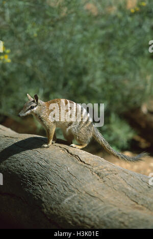 Numbat (Myrmecobius Fasciatus) Stockfoto