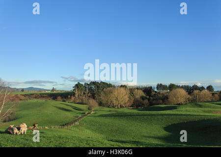 Ackerland in der Nähe von Matamata, von Hobbingen in Neuseeland Stockfoto