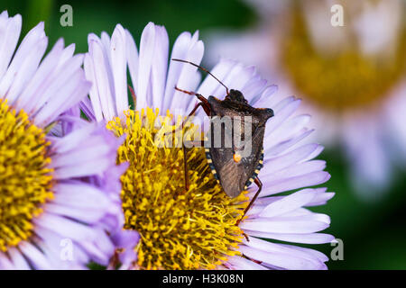 Rotbeinige (Wald) Shieldbug Pentatoma Art Erwachsenen auf Meer Daisy Blume Stockfoto