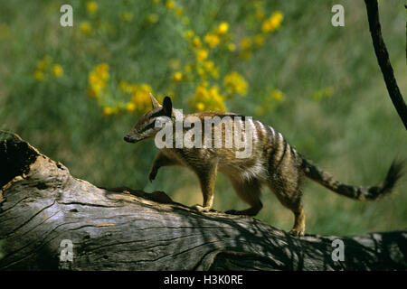 Numbat (Myrmecobius Fasciatus) Stockfoto