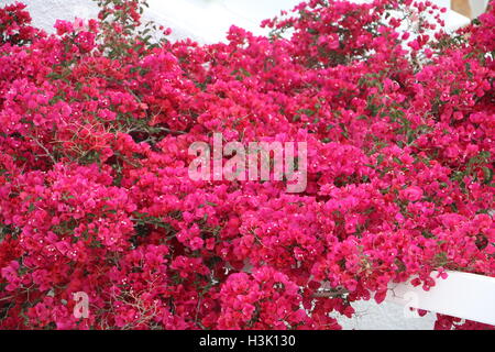 Aufstand der Farbe mit rosa Bougainvillea gegen eine weiße balustrade Stockfoto