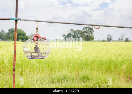 Taube in hölzernen Käfig mit schönen grünen Reis Feld Hintergrund. Kopieren Sie Raum. Stockfoto
