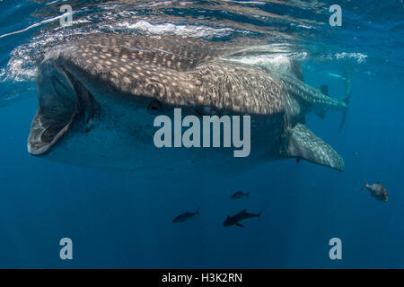 Walhai (Rhincodon Typus) Fütterung in Wasser, Isla Contoy Island, Mexiko Stockfoto