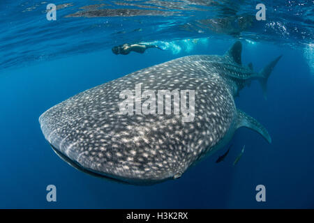 Walhai (Rhincodon Typus) und Taucher schwimmen in der Nähe der Oberfläche des Wassers, Isla Contoy Island, Mexiko Stockfoto