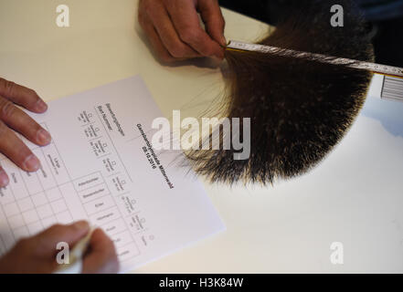 Mittenwald, Deutschland. 9. Oktober 2016. Mitglieder der Jury überprüfen Gamsbaerte (buchstäblich, "Gemsen Bärte"), Haarbüschel traditionell entnommen wie eine Jagdtrophäe Gemsen, eine Ziege-ähnliches Tier allgemein gefunden in den alpinen Regionen in Mittenwald, Deutschland, 9. Oktober 2016. Der 28. Gamsbart-Olympiade schließt Kategorien für dekorative Pinsel von Hirschen, Gämsen und Dachse. Foto: Angelika Warmuth/Dpa/Alamy Live News Stockfoto